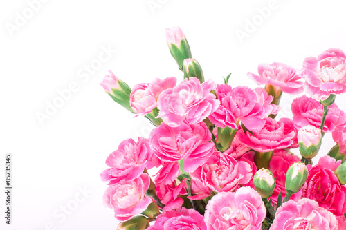 beautiful blooming of  pink carnation flowers  © Cozine