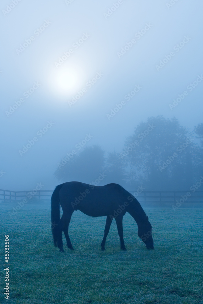 Fototapeta premium Horse Grazing in Blue Fog – A horse grazes in the early morning fog.