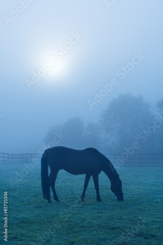 Horse Grazing in Blue Fog – A horse grazes in the early morning fog.