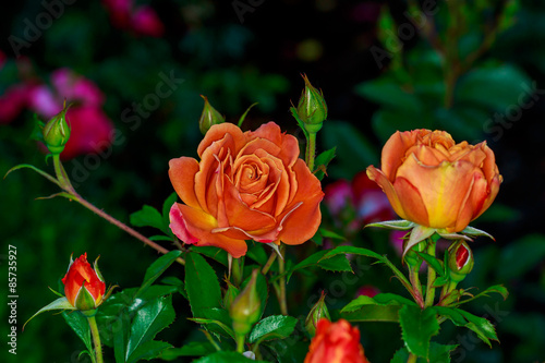 Beautiful Rose in Full Blossom