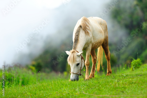 Horse relax in the mist photo