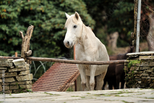 Horse relax photo