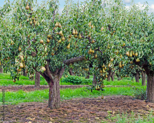 Conference pears in a Kent Orchard.