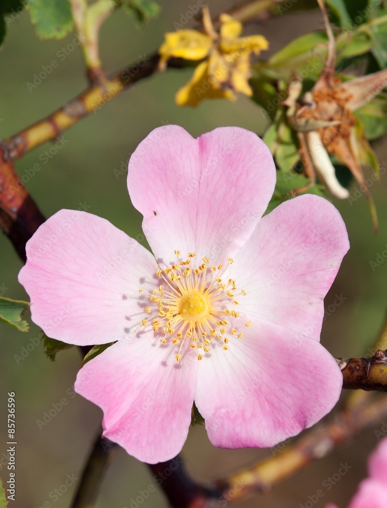 Beautiful pink and yellow flower of dog-rose Beautiful pink and yellow flower of dog-rose