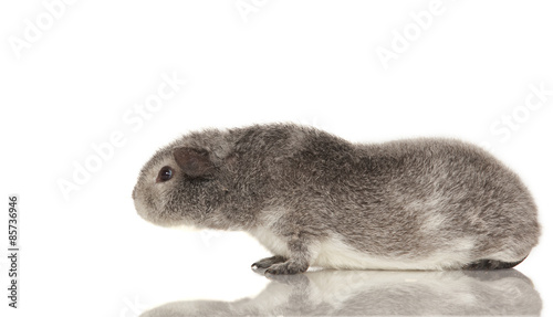 Guinea pig