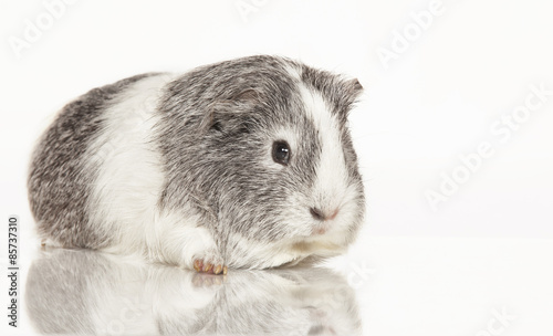 Guinea pig