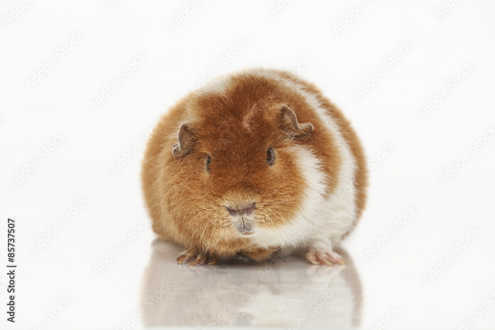Guinea pig Guinea pig