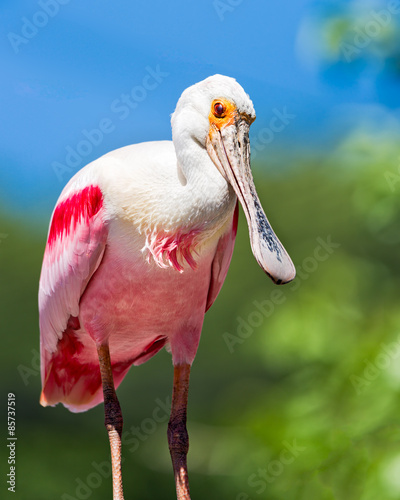 Adult Spoonbill in the Wild
