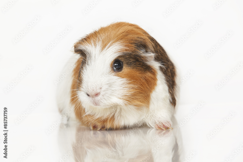 Guinea pig Guinea pig