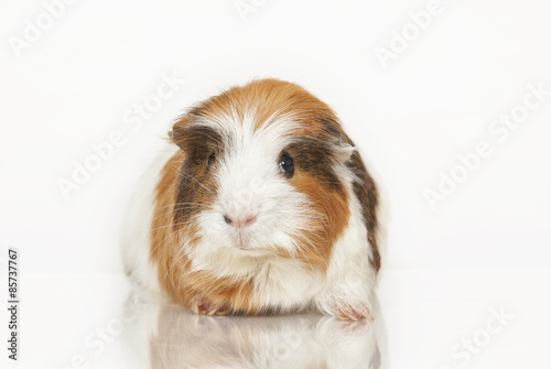 Guinea pig