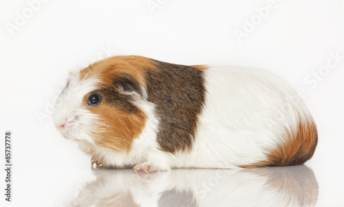 Guinea pig