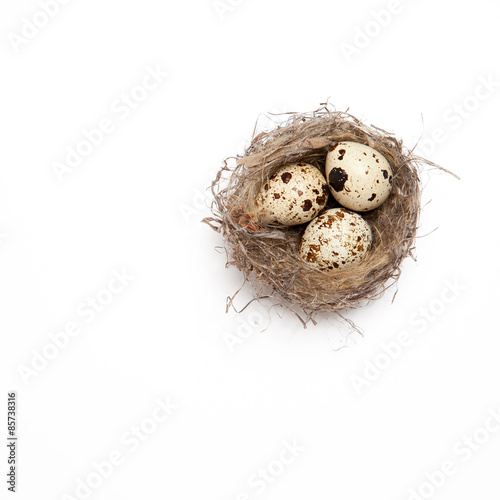 egg in a nest on a white background