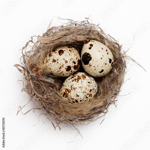 egg in a nest on a white background