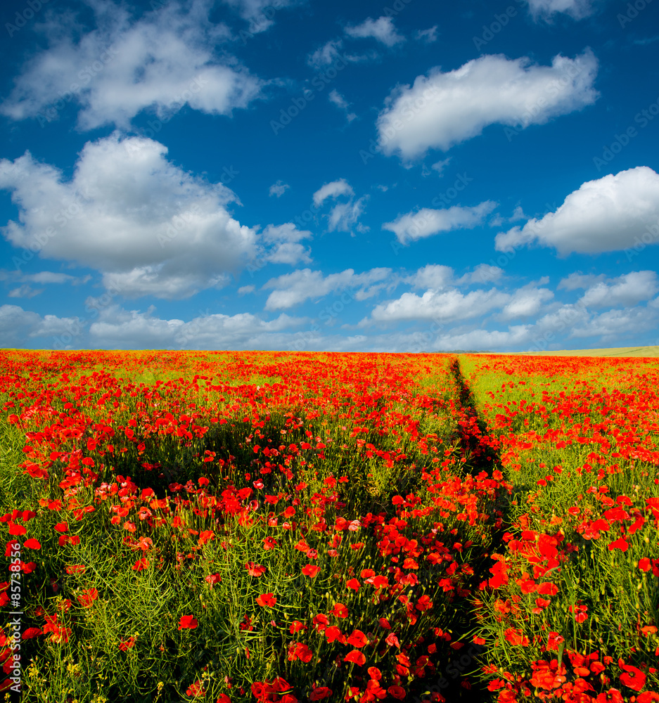 Footpath through a field of Poppies against a bright blue sky