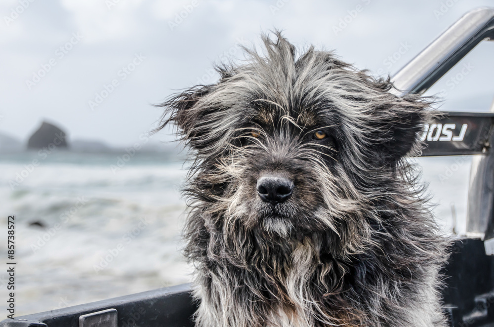 Zotteliger Hund im Wind mit Meer im Hintergrund Stock Photo | Adobe Stock