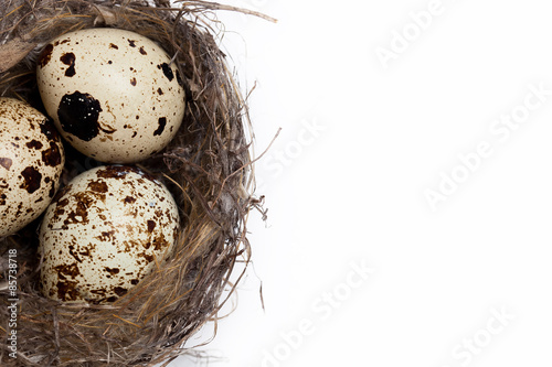 egg in a nest on a white background