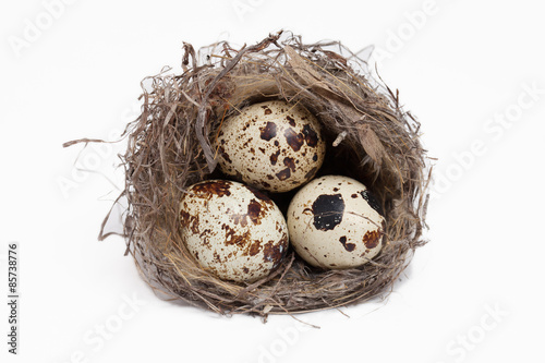 egg in a nest on a white background