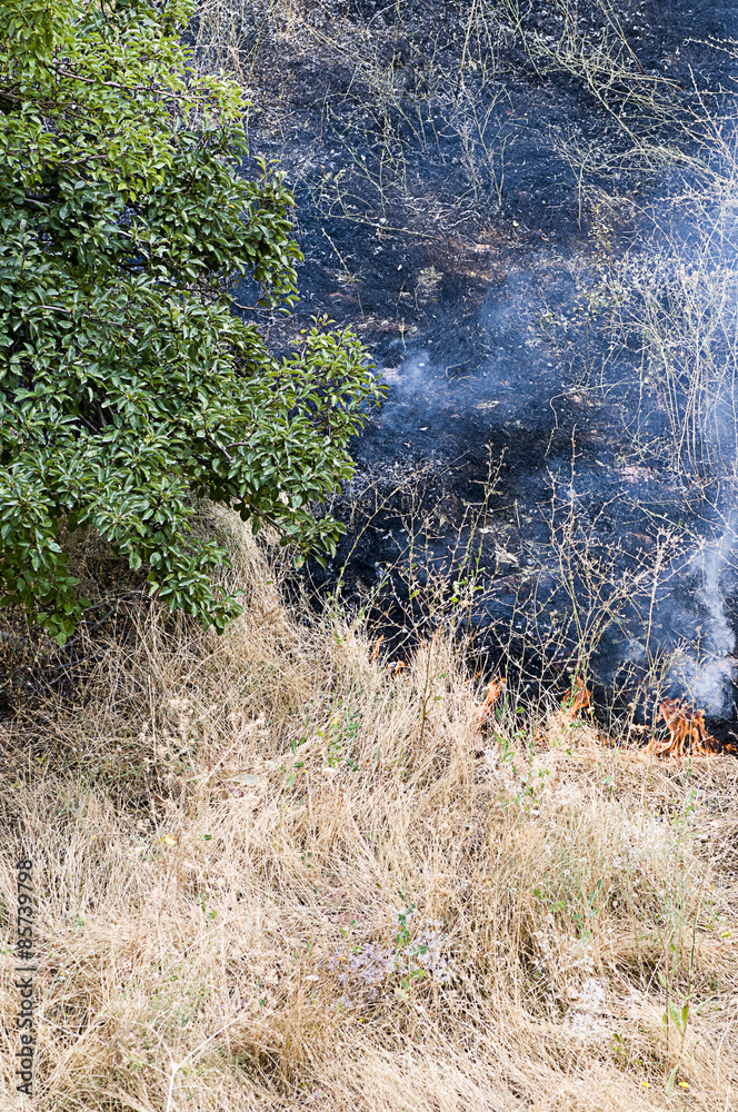 Bush Fire Vertical Bush Fire Vertical