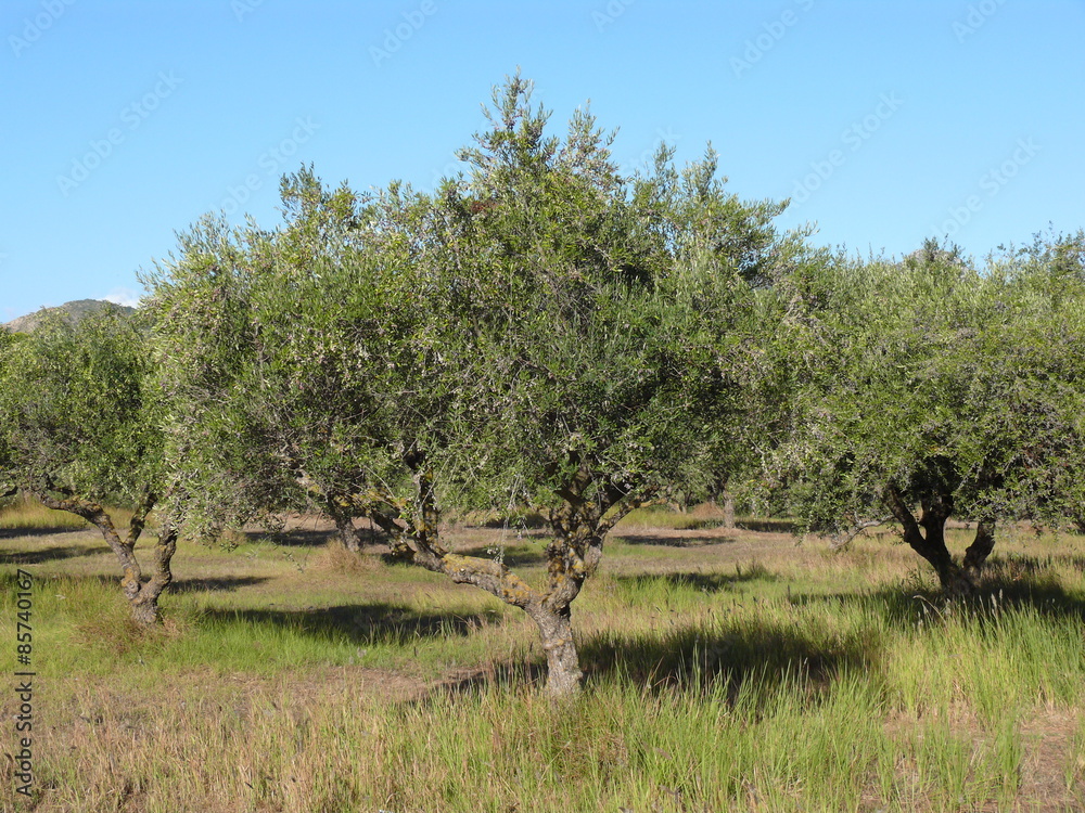 Schöne Olivenbäume mit Sommerhimmel
