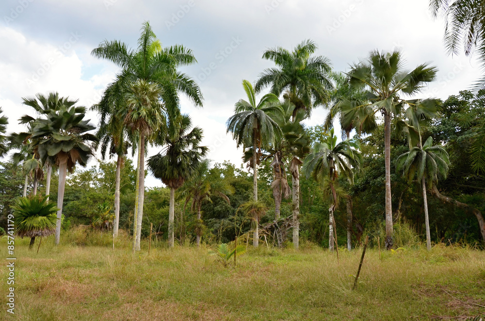 Tropical palm trees in the botanical garden in Cuba