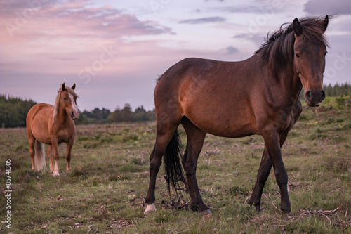 Two brown horses standing in field