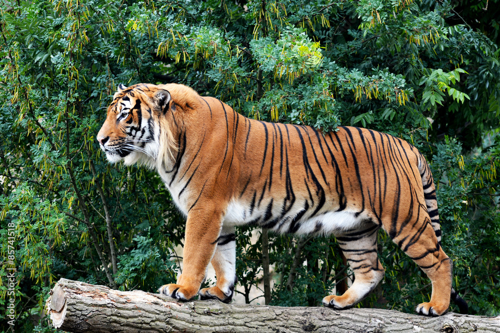 A powerful tiger close-up. The gaze of a tiger. Eye of the tiger. The grin of a tiger. Grin tiger. Tiger profile. Stock photo.