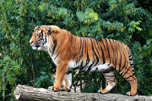 A powerful tiger close-up. The gaze of a tiger. Eye of the tiger. The grin of a tiger. Grin tiger. Tiger profile. Stock photo.