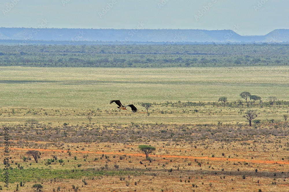 Obraz premium Flying bird