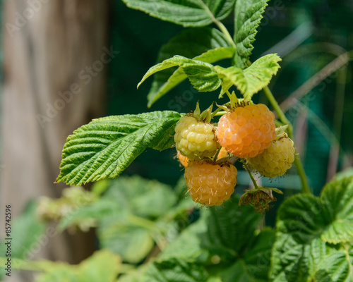 Gelbe Himbeeren reifen am Strauch photo