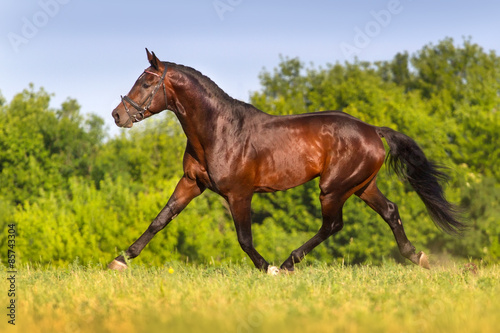 Bay stallion trotting in spring field