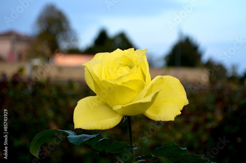 The flower of the rose-colored yellow