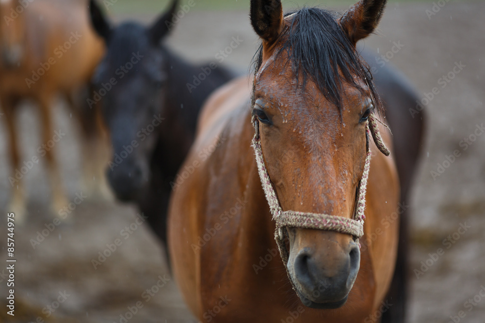 Fototapeta premium Horses in the rain