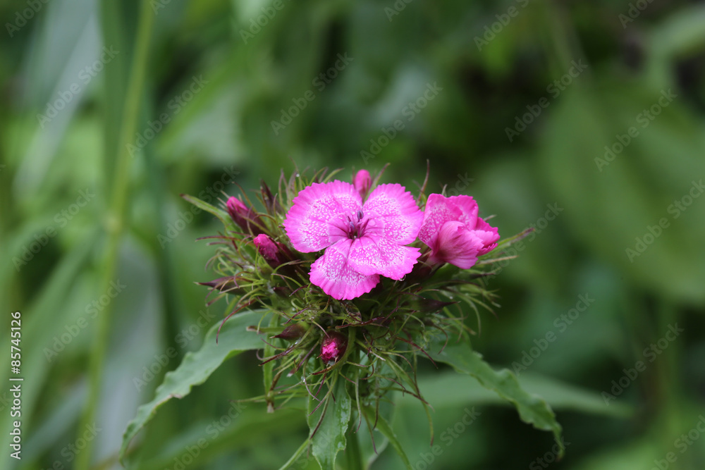 Fototapeta premium Carnation flower garden