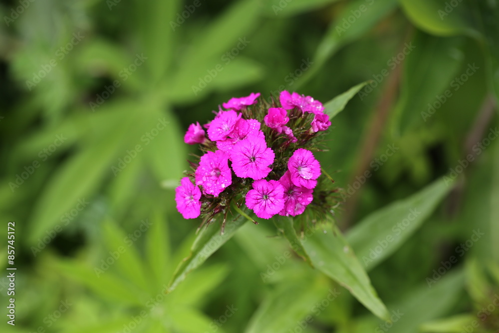 Obraz premium Carnation flower garden