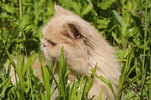 old Persian cat basking in the sun in the summer grass 16 years © sabyna75