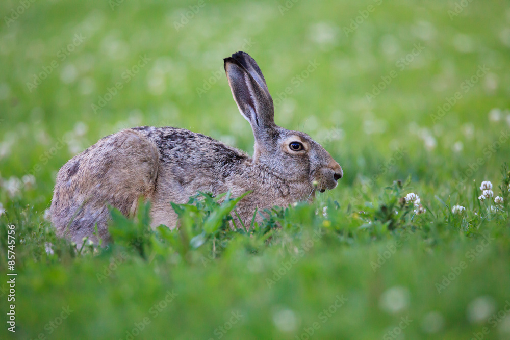 Fototapeta premium Rabbit lying down on a grass
