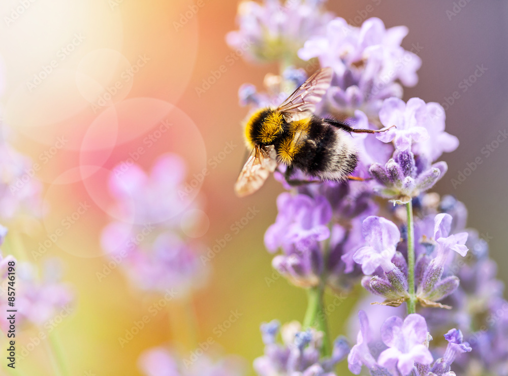 Fototapeta premium Summery flowers lavender with bee