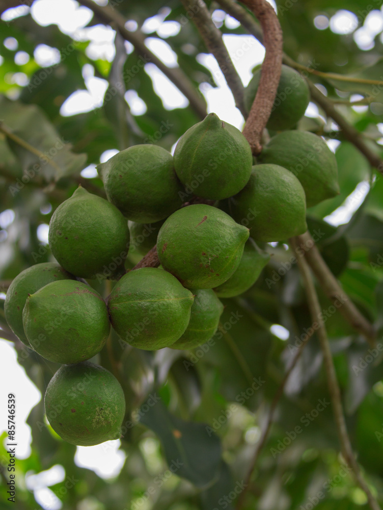 custom made wallpaper toronto digitalmacadamia