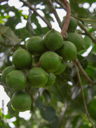 Wallpaper Mural macadamia Torontodigital.ca