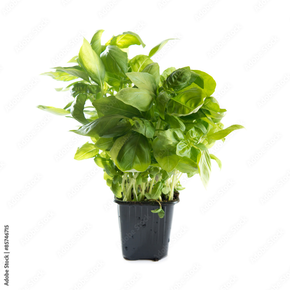 basil sprout in flower pot basil sprout in flower pot