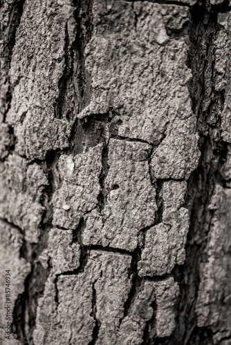 Tree bark background. Black and white photo.