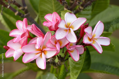 Desert Rose is a bright-colored flowers 