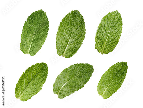 Six mint leaves set isolated on white background