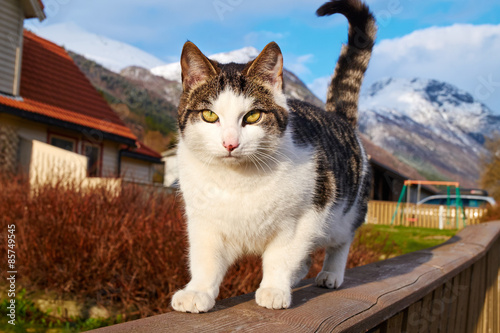 norwegian cat © Santi