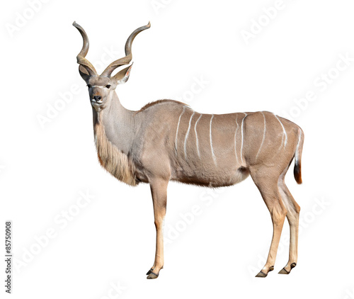 greater kudu isolated on a white background photo
