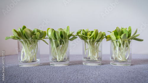 Arranged sunflower sprouts in glassware