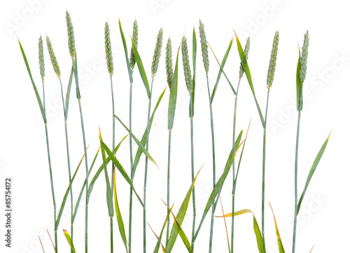 line of green wheat- grain