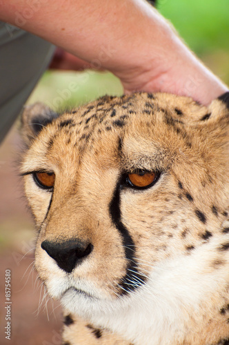 Touching the head of a Chitah photo