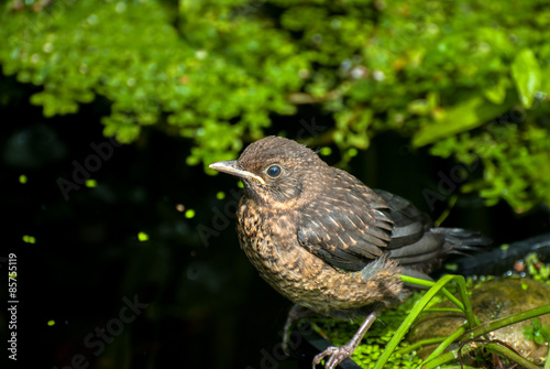 Fledgling Blackbird