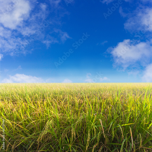 Green paddy rice field and blue sky.